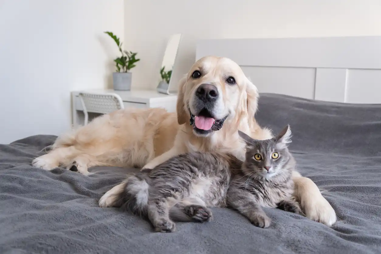 Petcare