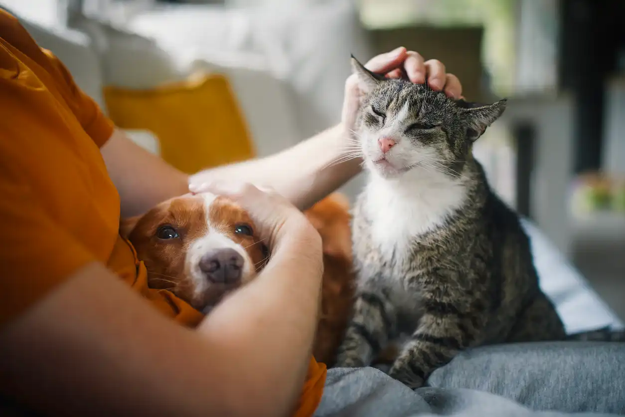 Pet Food Packaging